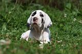 DOGUE ALLEMAND 231